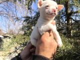 Şirin Mi Şirin Harika Şivava Yavrularımız