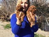 Irk Garantili Efsane Toy Poodle Yavrularımız