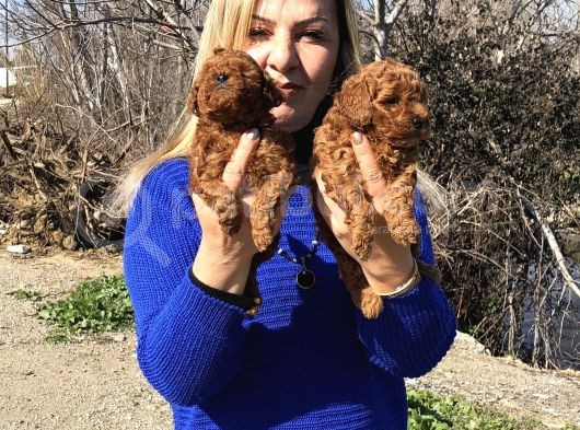 Irk Garantili Efsane Toy Poodle Yavrularımız görsel