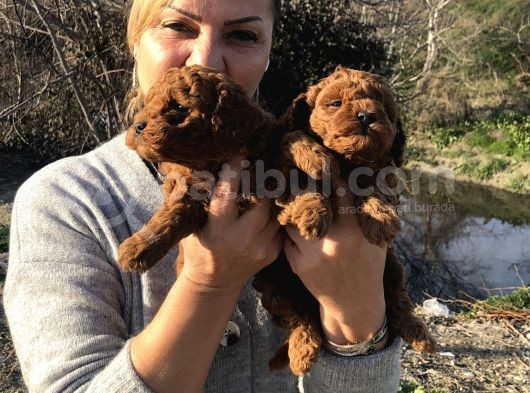 Mükemmel Toy Poodle Yavrularımız görsel