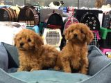 Vonalp Pet Garanti̇li̇ Toy Poodle Yavrularimiz