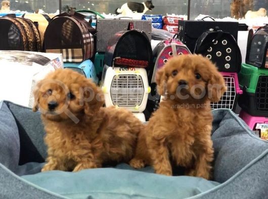 Vonalp Pet Garanti̇li̇ Toy Poodle Yavrularimiz görsel