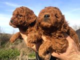Irk Garantili Harika Toy Poodle Yavrularımız