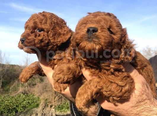Irk Garantili Harika Toy Poodle Yavrularımız görsel
