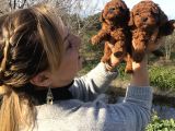 Mükemmel Toy Poodle Yavrularımız