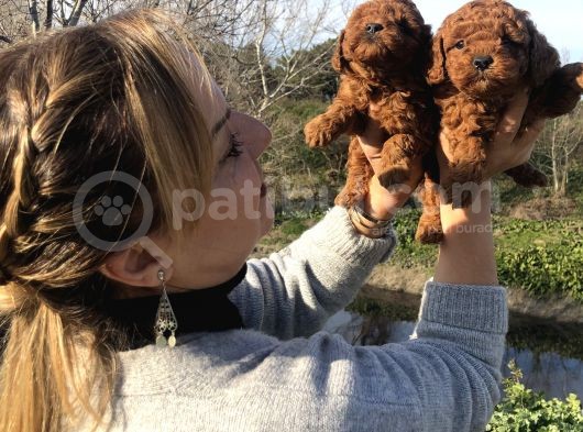 Mükemmel Toy Poodle Yavrularımız görsel