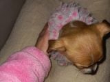 Mini Chihuahua