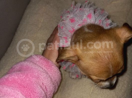 Mini Chihuahua görsel
