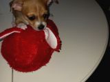 Mini Chihuahua