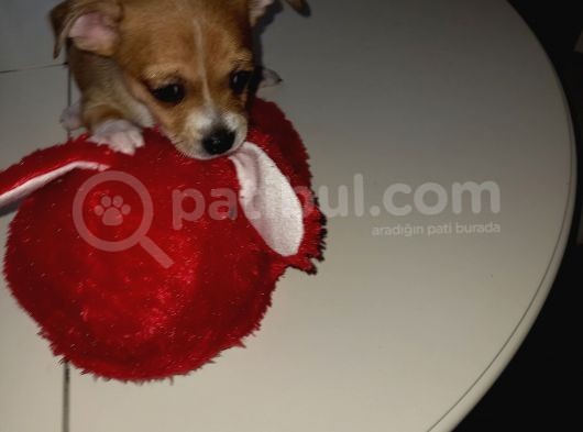 Mini Chihuahua görsel
