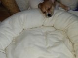 Mini Chihuahua