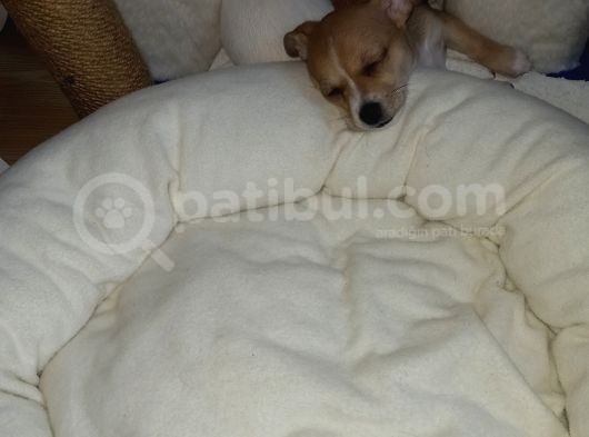 Mini Chihuahua görsel