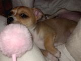 Mini Chihuahua