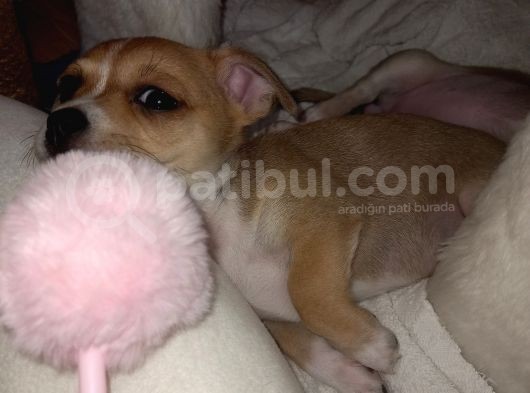 Mini Chihuahua görsel