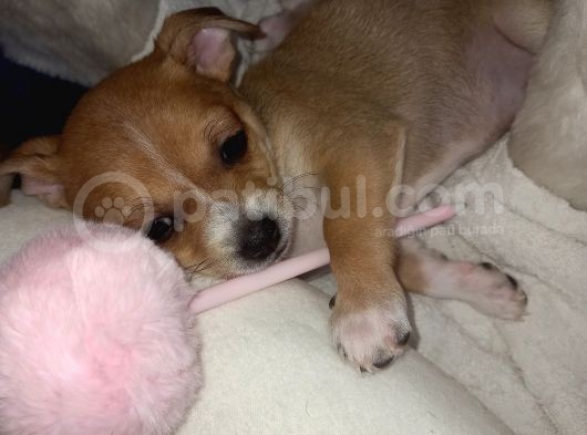 Mini Chihuahua görsel
