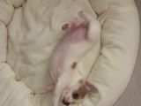 Mini Chihuahua
