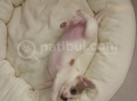 Mini Chihuahua görsel