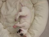 Mini Chihuahua