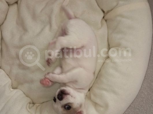 Mini Chihuahua görsel