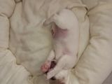 Mini Chihuahua