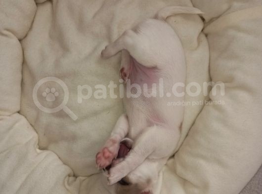 Mini Chihuahua görsel