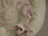 Mini chihuahua