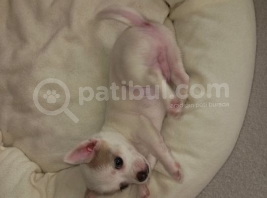 Mini Chihuahua