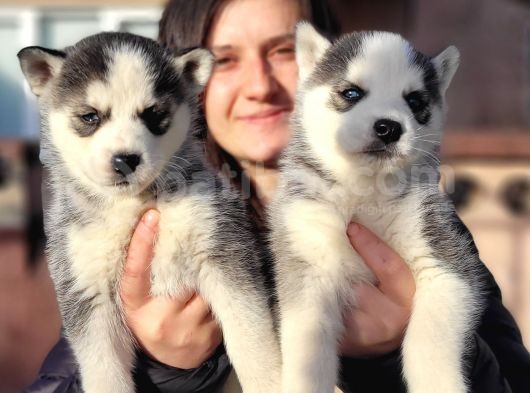 Sibirya Kurdu Husky Yavrular (Bursa Köpek Okulu) görsel