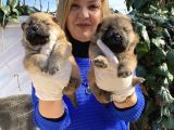 Irk garantili pofuduk chow chow yavrularımız