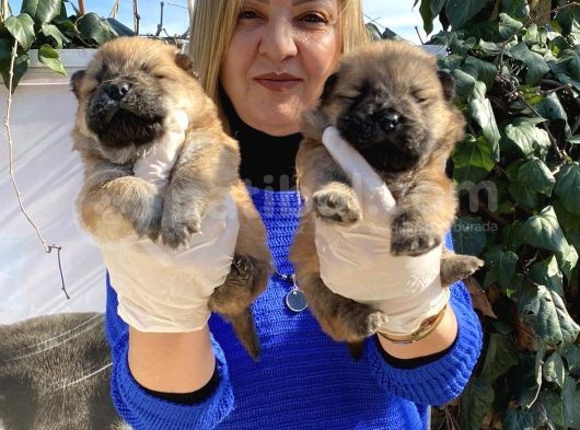 Irk garantili pofuduk chow chow yavrularımız