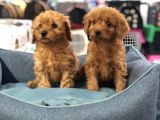 VONALP PET GARANTİLİ TOY POODLE YAVRULARIMIZ