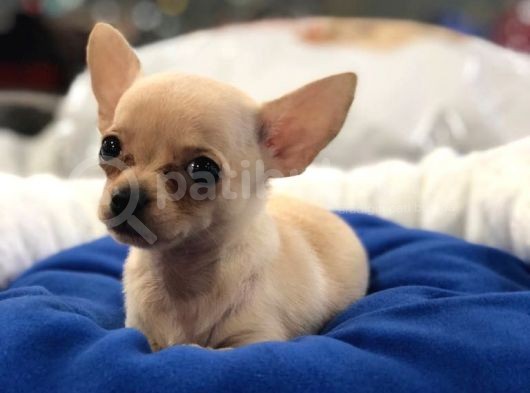 Vonalp Pet Garanti̇li̇ Chi̇huahua Yavrularimiz görsel