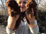 Mükemmel Toy Poodle Yavrularımız