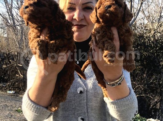 Mükemmel Toy Poodle Yavrularımız görsel