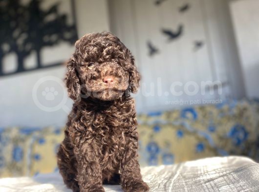 Chocolate Brown Toy Poodle Bebekler A Kali̇te görsel