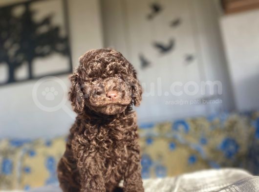 Chocolate Brown Toy Poodle Bebekler A Kali̇te görsel