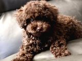 Dark Chocolate Toy Poodle Yavrular