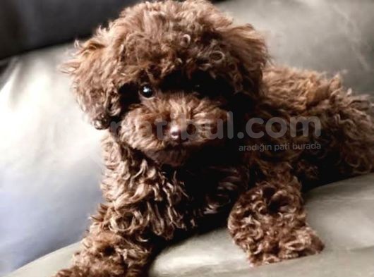 Dark Chocolate Toy Poodle Yavrular görsel