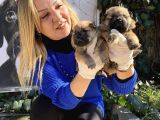 Irk Garantili Pofuduk Chow Chow Yavrularımız