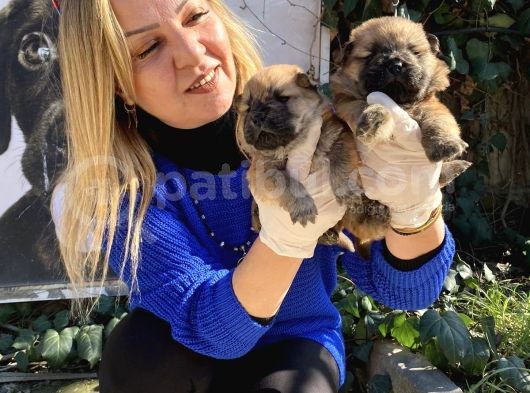 Irk Garantili Pofuduk Chow Chow Yavrularımız görsel