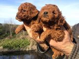 Irk Garantili Harika Toy Poodle Yavrularımız