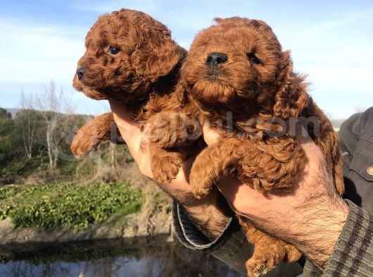 Irk Garantili Harika Toy Poodle Yavrularımız görsel