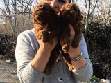 Mükemmel Toy Poodle Yavrularımız