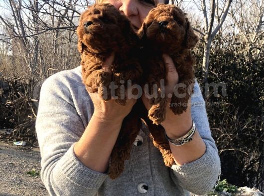 Mükemmel Toy Poodle Yavrularımız görsel