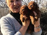 Mükemmel Toy Poodle Yavrularımız