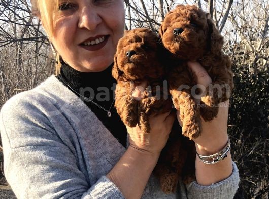 Mükemmel Toy Poodle Yavrularımız görsel