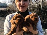 Mükemmel Toy Poodle Yavrularımız