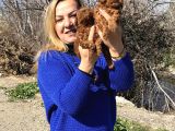 Irk Garantili Efsane Toy Poodle Yavrularımız