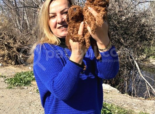 Irk Garantili Efsane Toy Poodle Yavrularımız görsel