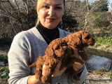 Mükemmel Toy Poodle Yavrularımız